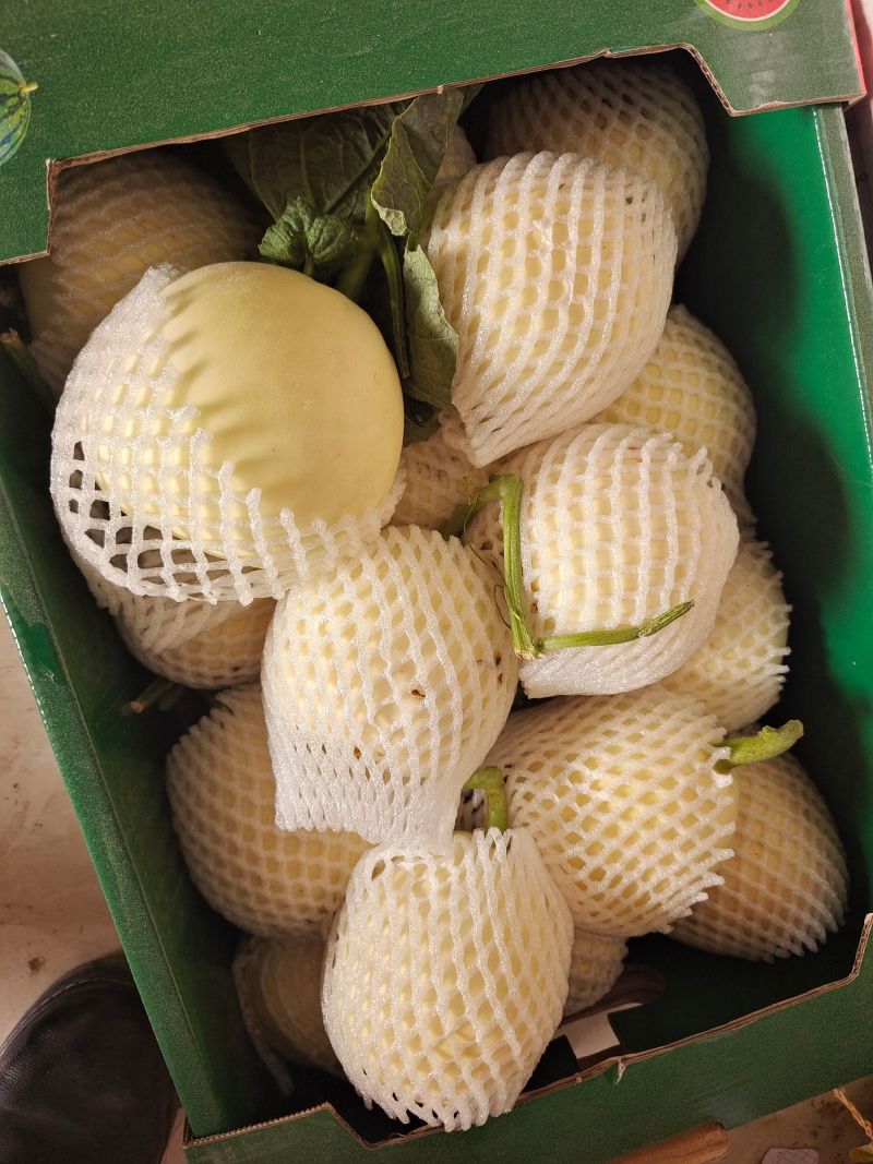 白玉甜瓜伊丽莎白甜瓜砀山小白瓜货源稳定已经上市