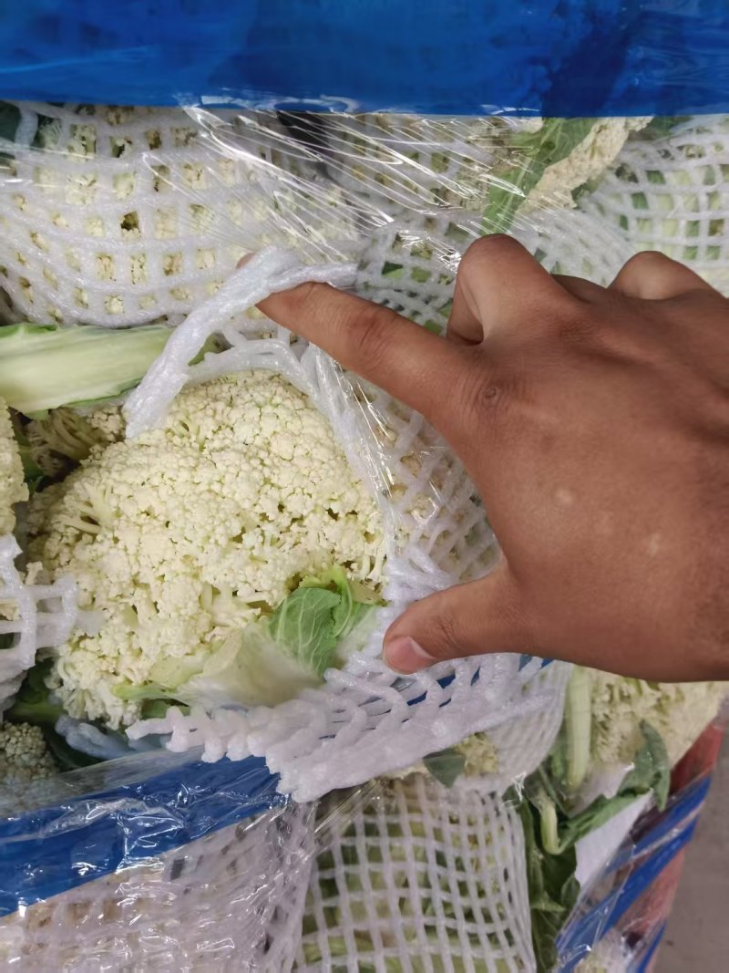 河南有机散花菜白面青梗鲜货全程视频看货基地种植