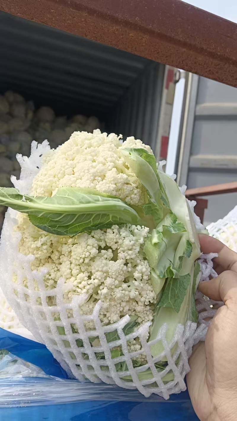 河南有机散花菜白面青梗鲜货全程视频看货基地种植