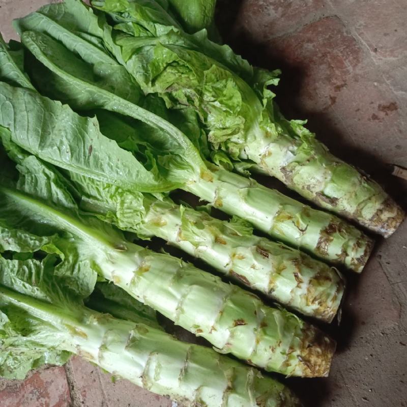 大型蔬菜基地，小拱棚白皮圆叶莴笋大量上市了