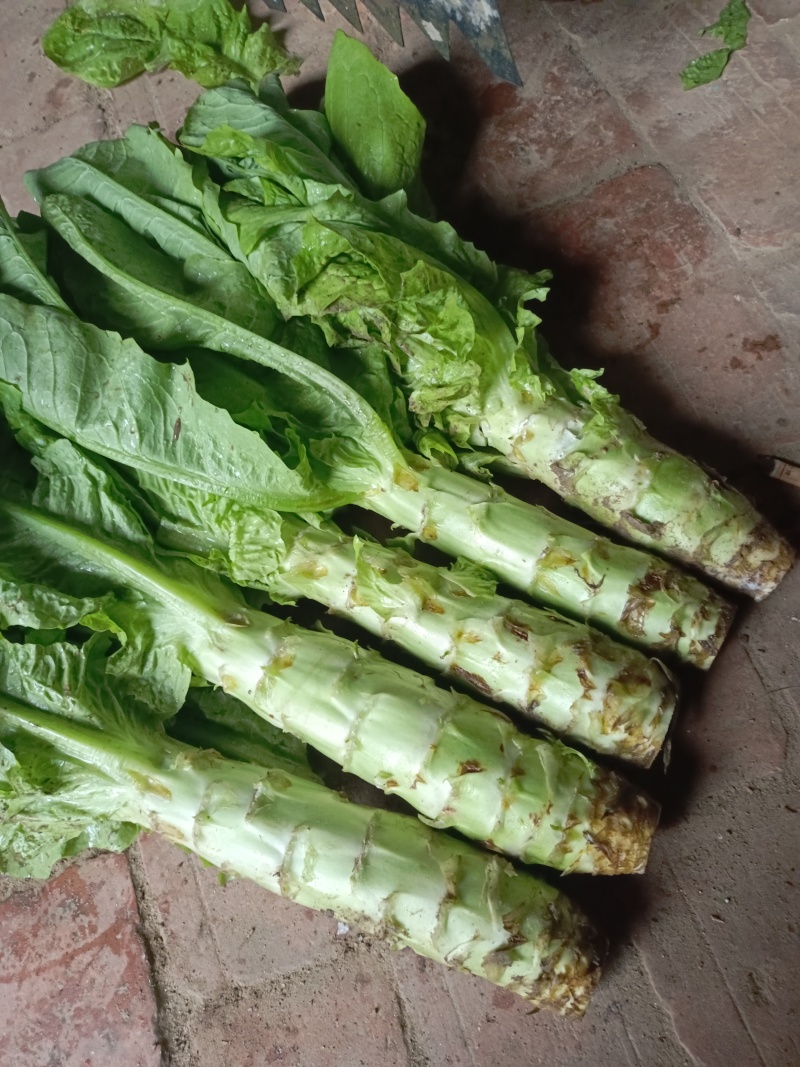 大型蔬菜基地，小拱棚白皮圆叶莴笋大量上市了