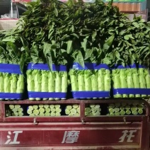 万亩基地红尖叶莴笋，无苔无空心，一手货源。