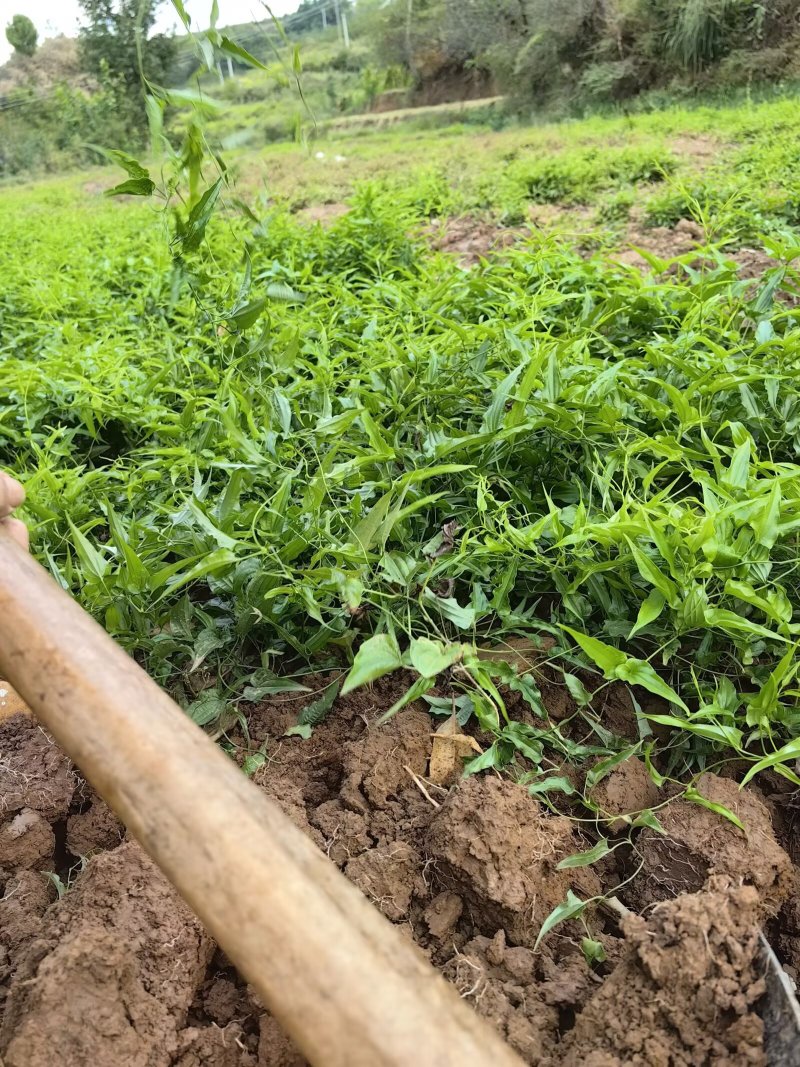{优质}石菖蒲苗，基地址发，技术指导，全国发货，质量保证