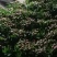 芍药花出售