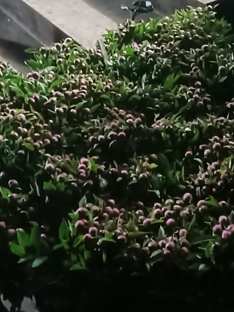 芍药花出售
