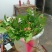 芍药花出售