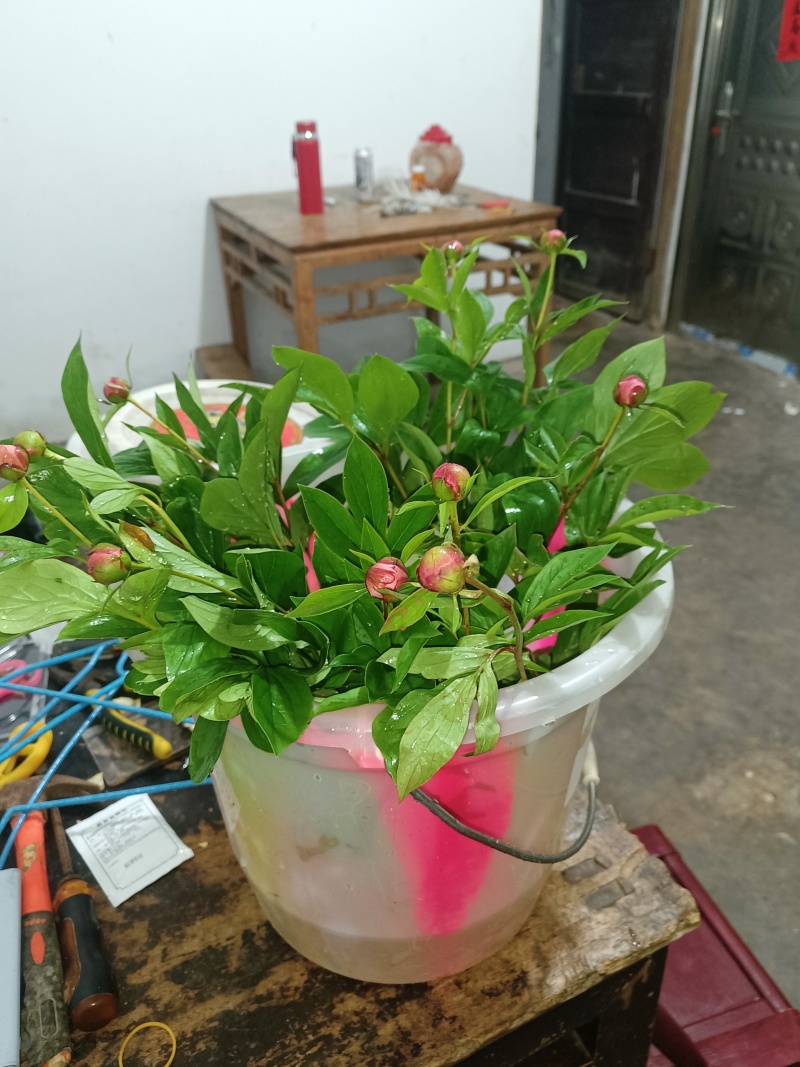 芍药花出售