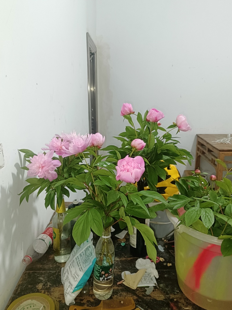 芍药花出售