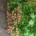 芍药花出售