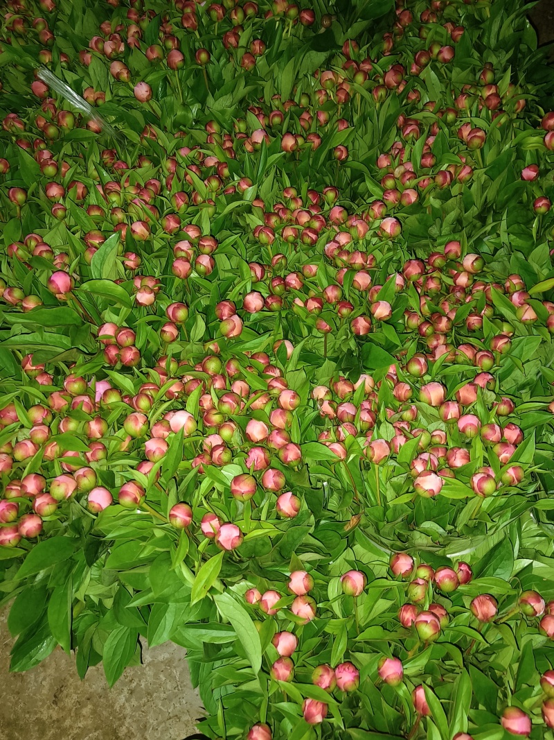 芍药花出售