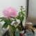 芍药花出售