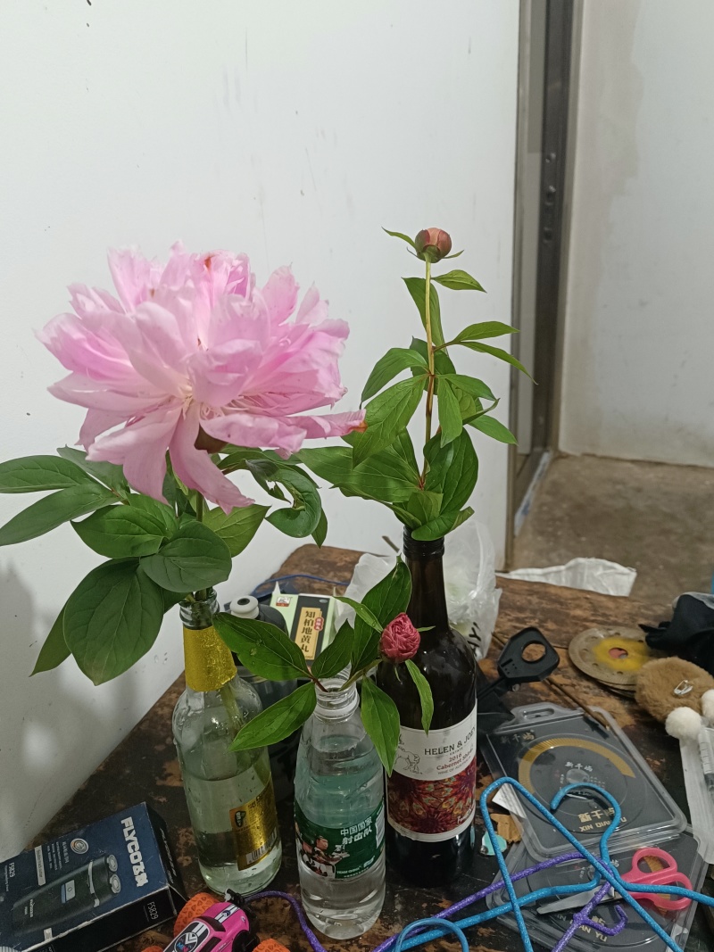 芍药花出售