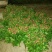 芍药花出售