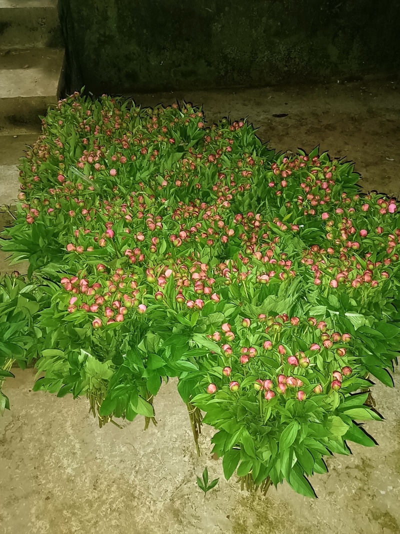 芍药花出售