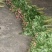 芍药花出售