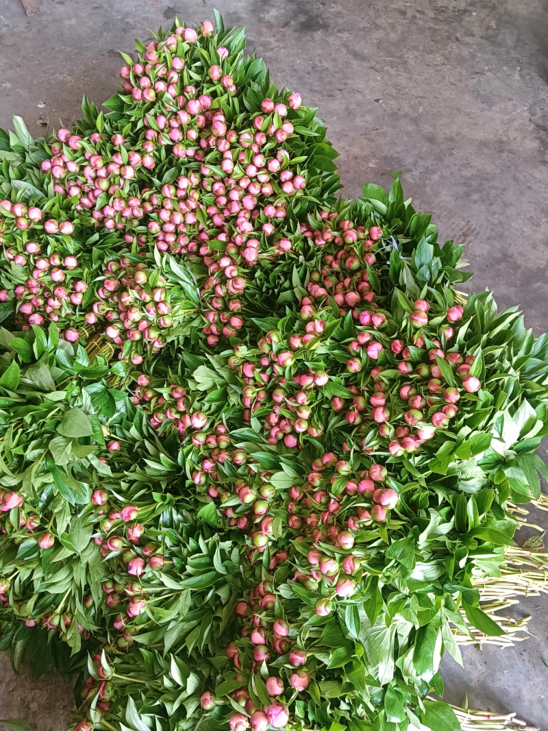 芍药花出售