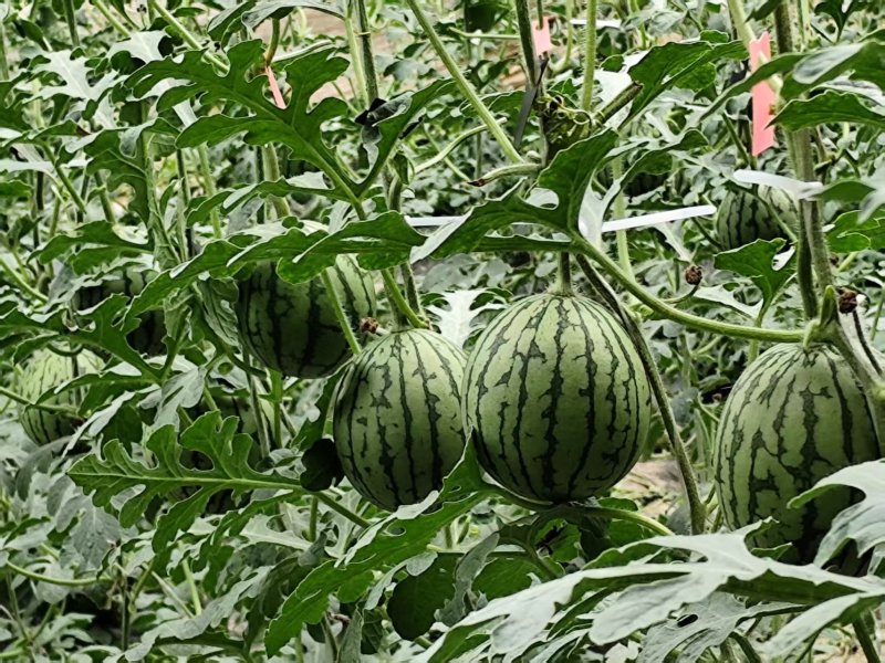 山东礼品小糖丸西瓜一手货源，甜度高，视频看货全国发货