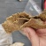 棉籽饼有机肥料适合上地施肥使用不需要二次发酵厂家直