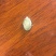 南瓜子当年新货一炒二炒拨仁！全国可发对接各大商超