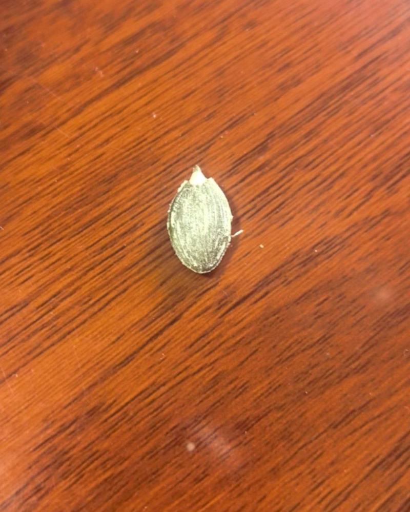 南瓜子当年新货一炒二炒拨仁！全国可发对接各大商超