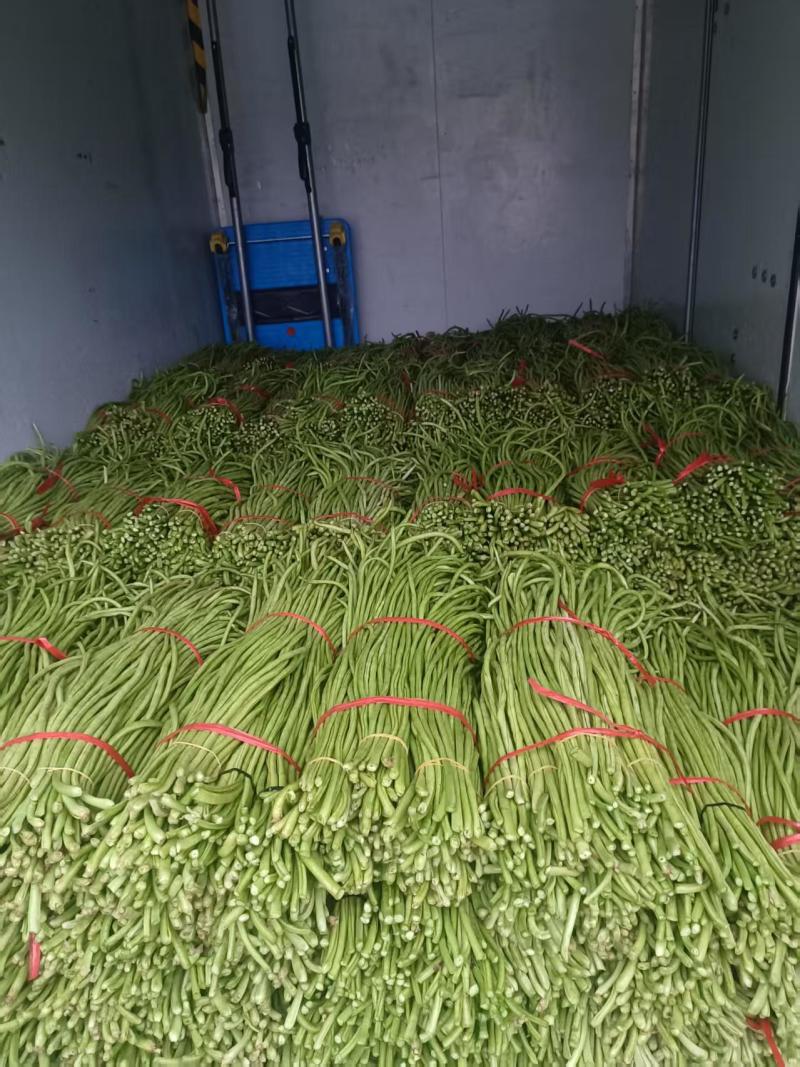 白条长豇豆长豆角产地直发，货源充足一手货接受预订