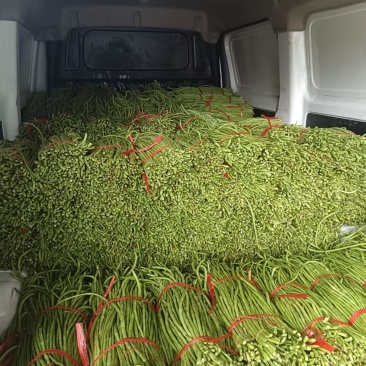 白条长豇豆长豆角产地直发，货源充足一手货接受预订