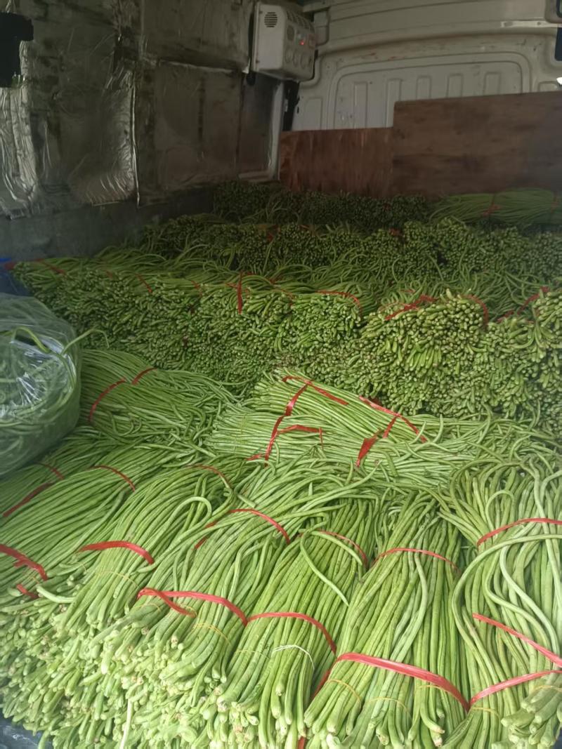 白条长豆角基地直发全国发货对接电商市场商超