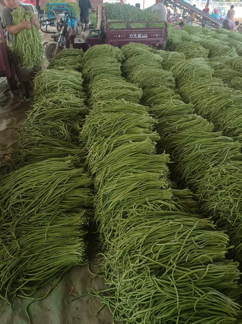 白条长豆角豇豆对接加工厂市场保证质量全国发货