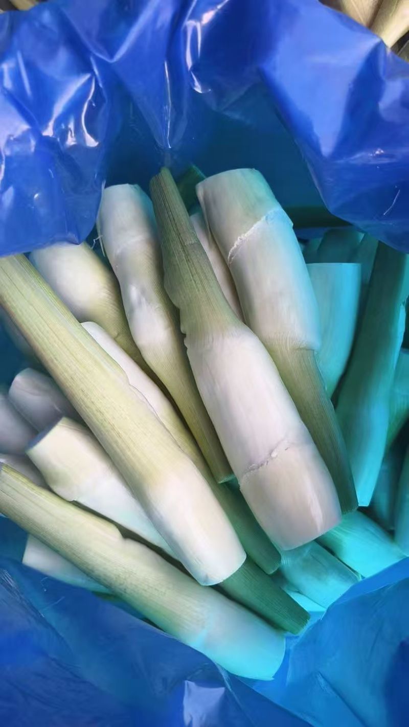 【双季茭白】嘉兴茭白种植面积大供货时间久耐运输耐储存接电