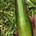【双季茭白】嘉兴茭白种植面积大供货时间久耐运输耐储存接电