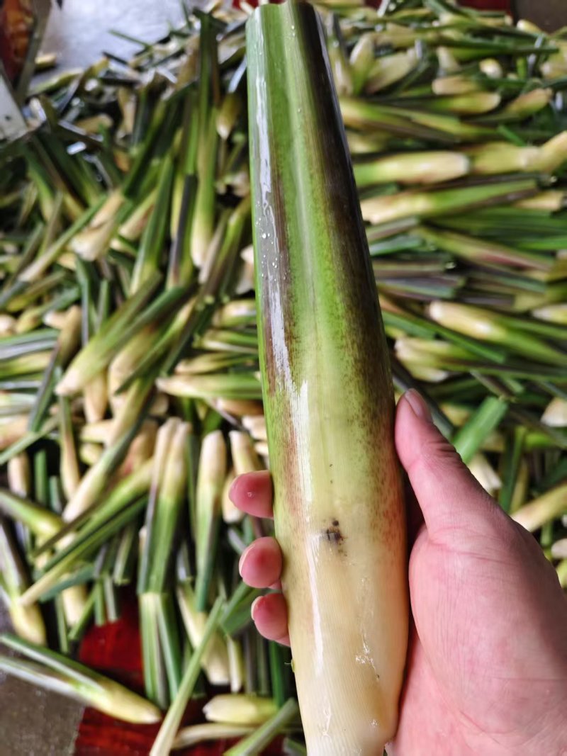 【双季茭白】嘉兴茭白种植面积大供货时间久耐运输耐储存接电