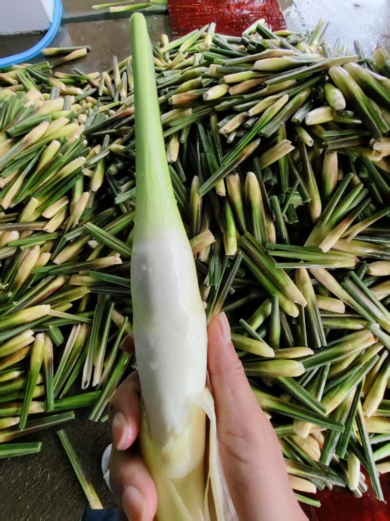 【双季茭白】嘉兴茭白种植面积大供货时间久耐运输耐储存接电