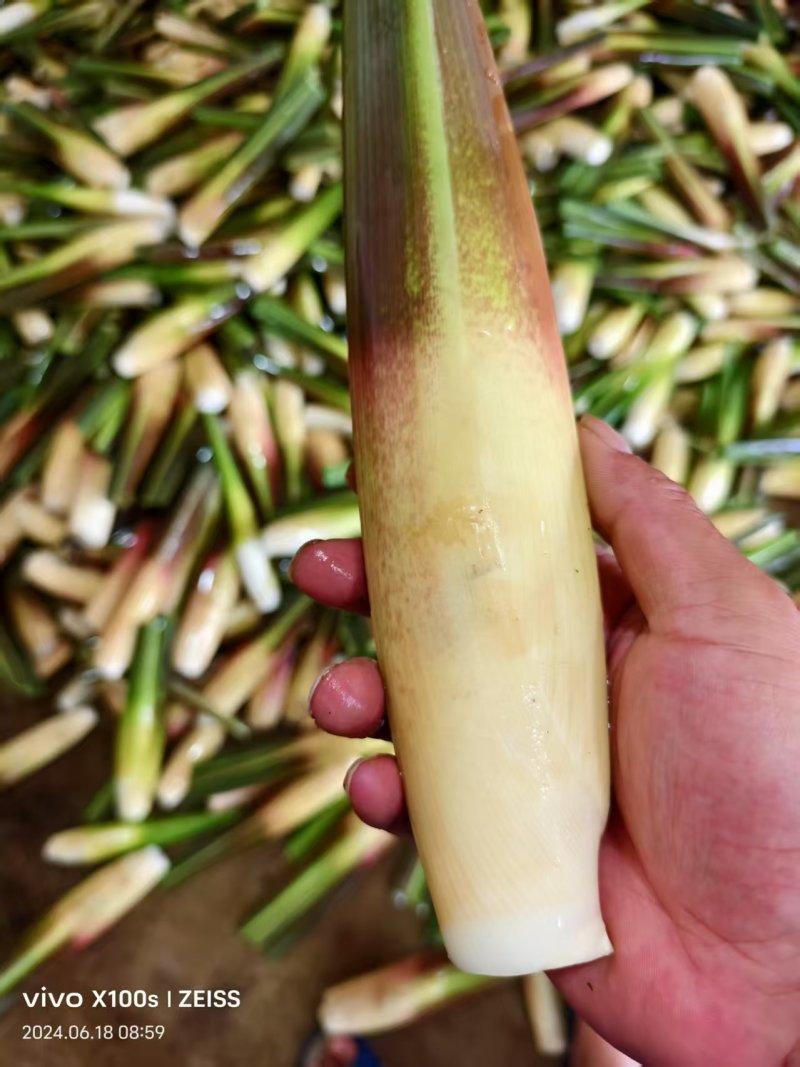 【双季茭白】嘉兴茭白种植面积大供货时间久耐运输耐储存接电