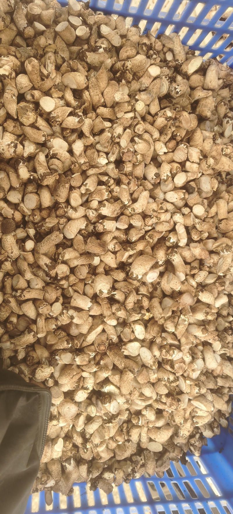 冬菇单剪香菇脚