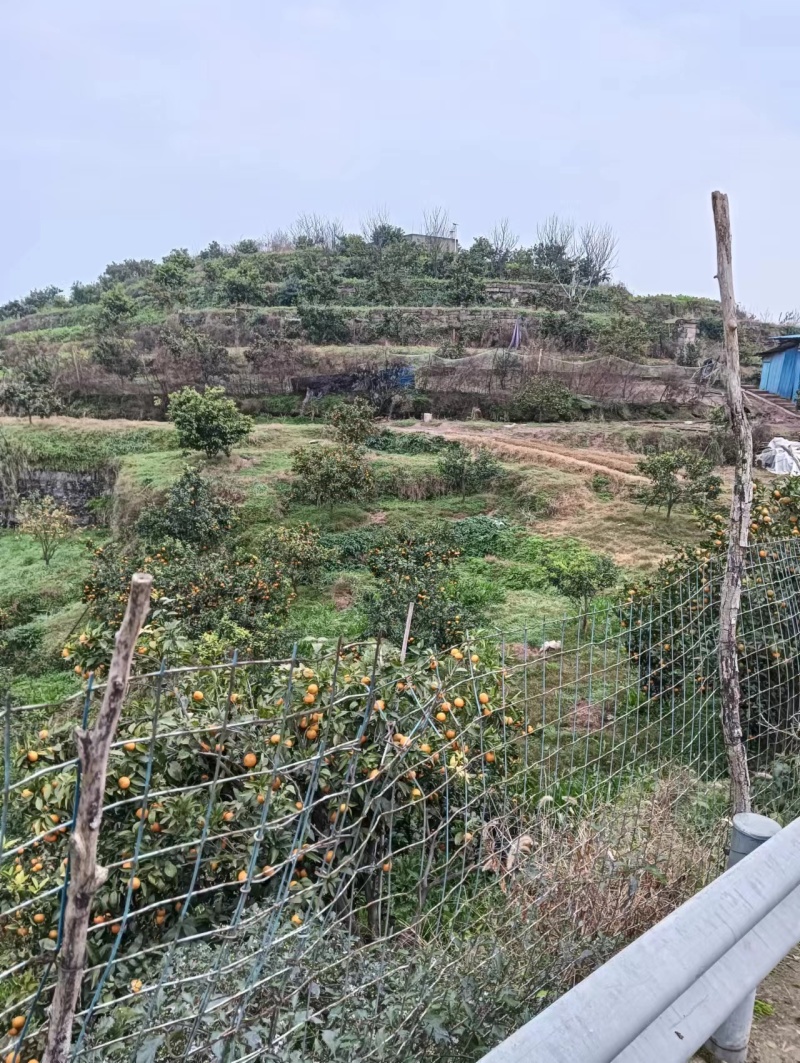 精品沃柑