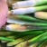 浙江双季茭白,常年代收,各等级有货做全国业务量大