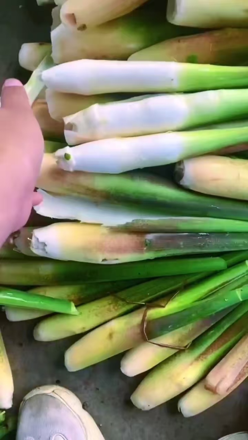 浙江双季茭白，常年代收，各等级有货做全国业务量大
