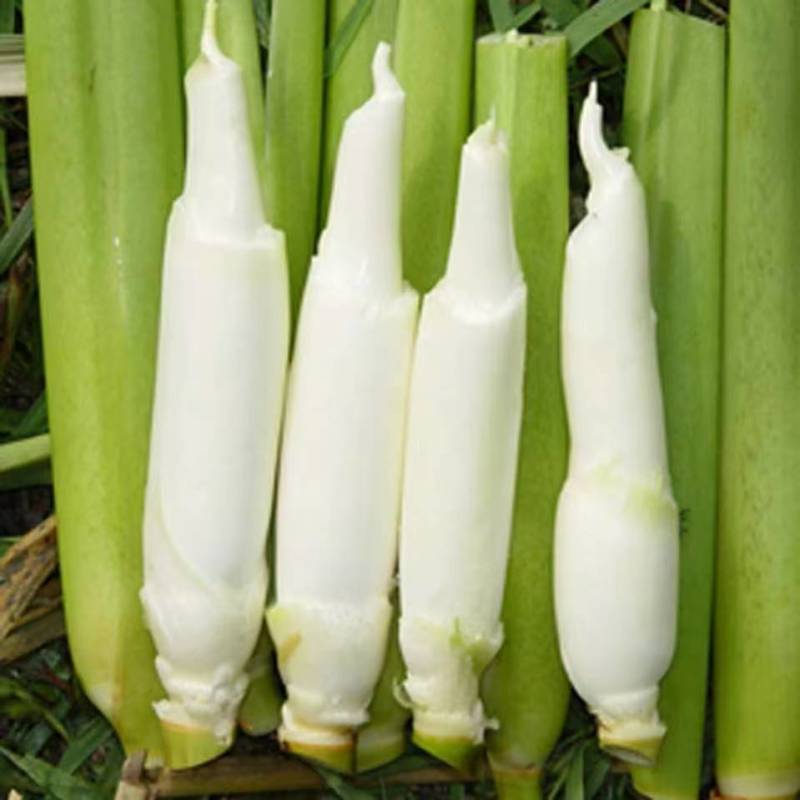 浙江茭白净菜毛菜都有按需求分拣打包可提供各种包装