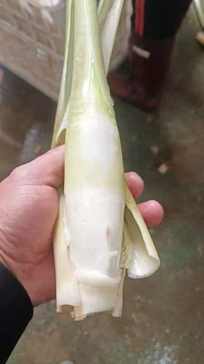 浙江茭白净菜毛菜都有按需求分拣打包可提供各种包装