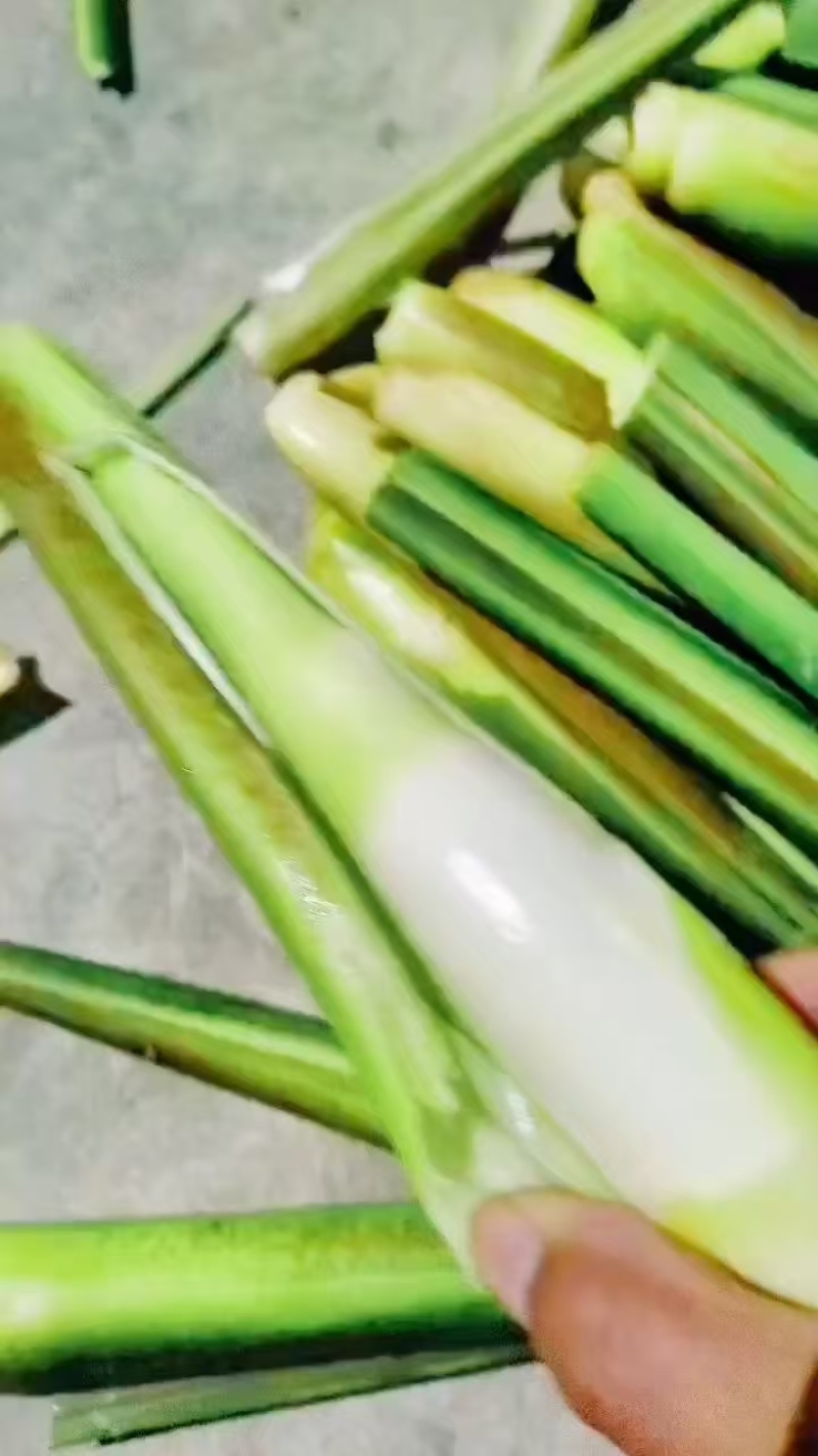 浙江茭白净菜毛菜都有按需求分拣打包可提供各种包装