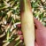 浙江茭白净菜毛菜都有按需求分拣打包可提供各种包装
