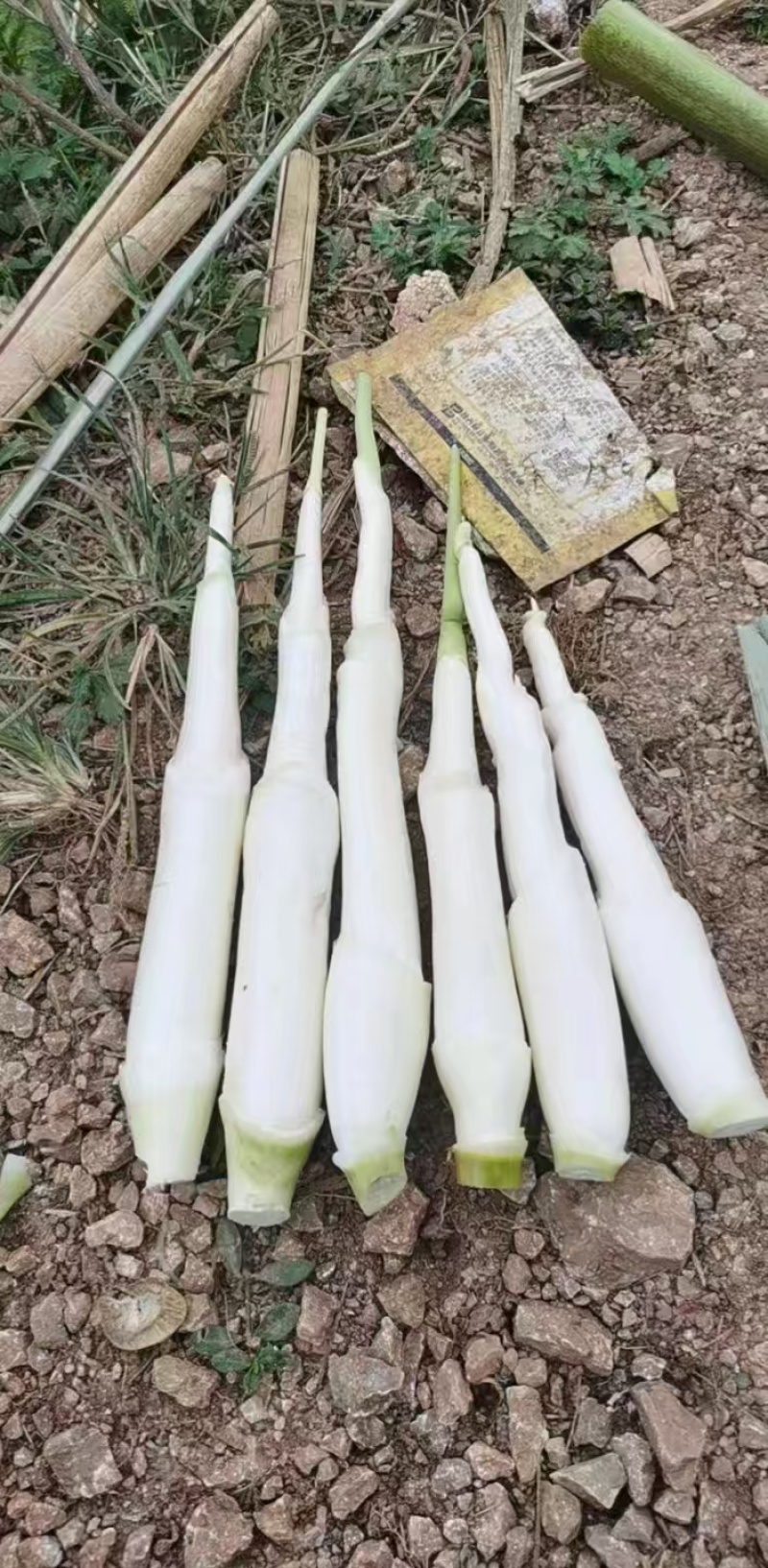 浙江茭白净菜毛菜都有按需求分拣打包可提供各种包装
