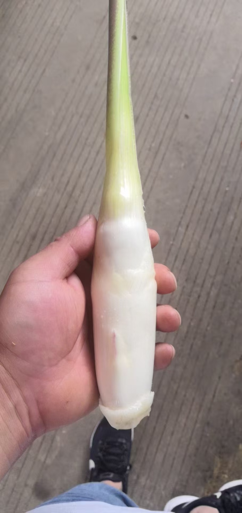 浙江茭白笋常年有货承接加工批发市场餐饮酒店食堂