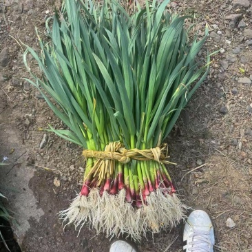 红根蒜苗