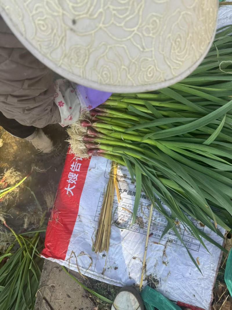 红根蒜苗