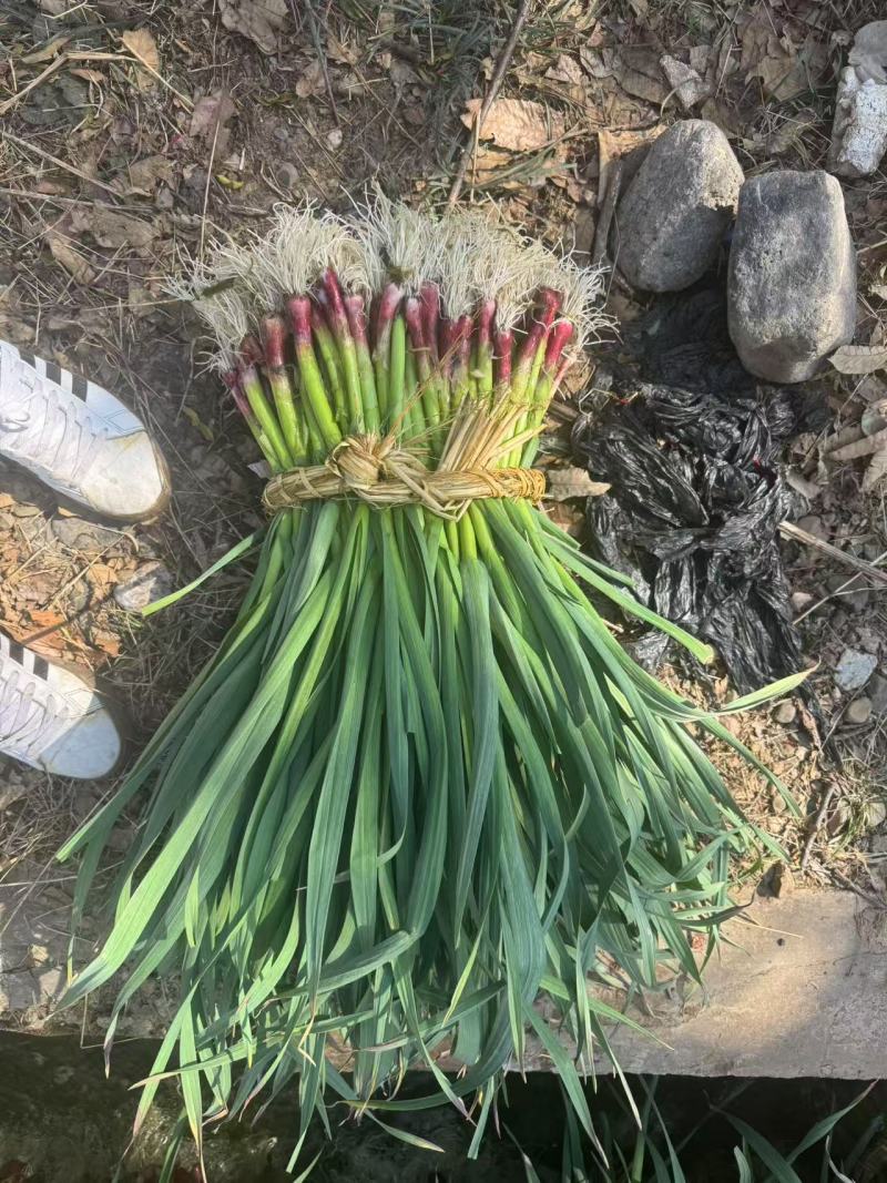 红根蒜苗