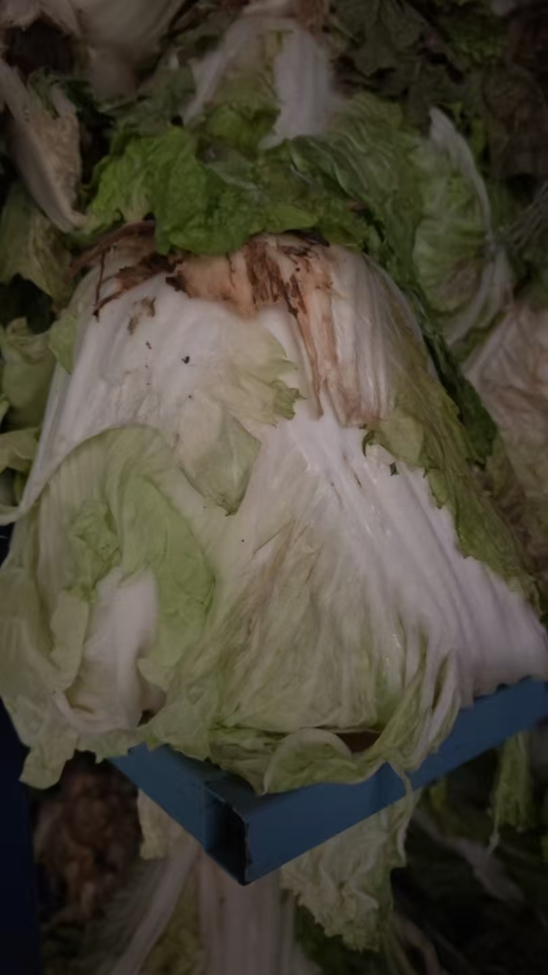 优质大白菜