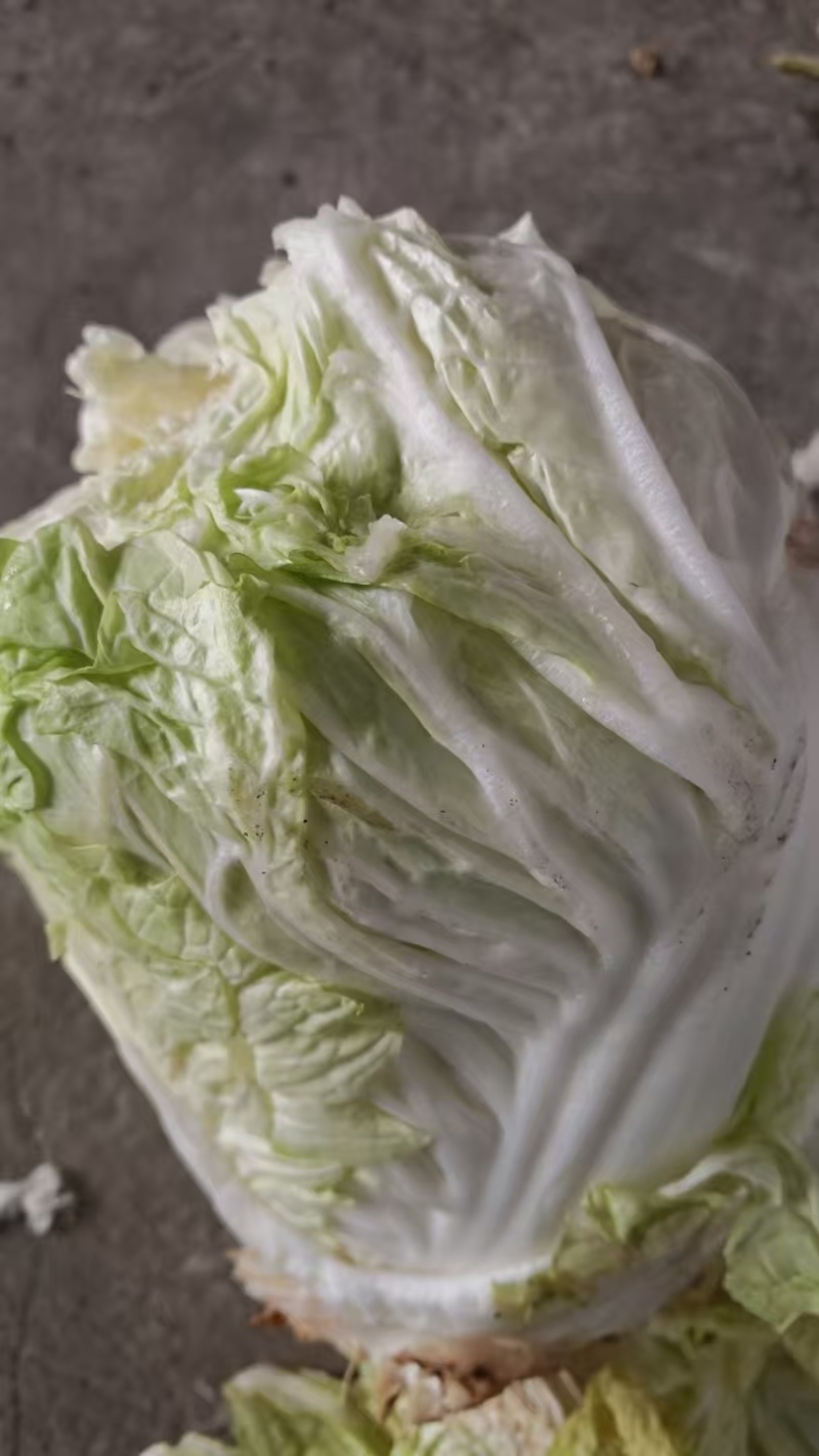 优质大白菜