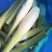 广东浙大一号茭白雪白无黑点现场挑货满意为止现挖现发承接批发