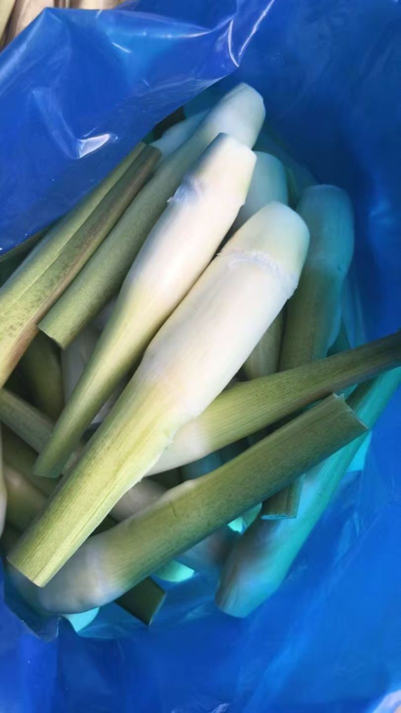 广东浙大一号茭白雪白无黑点现场挑货满意为止现挖现发承接批发
